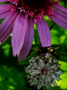 Bee or fly on masterwort (Astrantia major 'Florence')