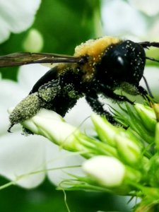 Carpenter bee Xylocopa visiting Phlox paniculata