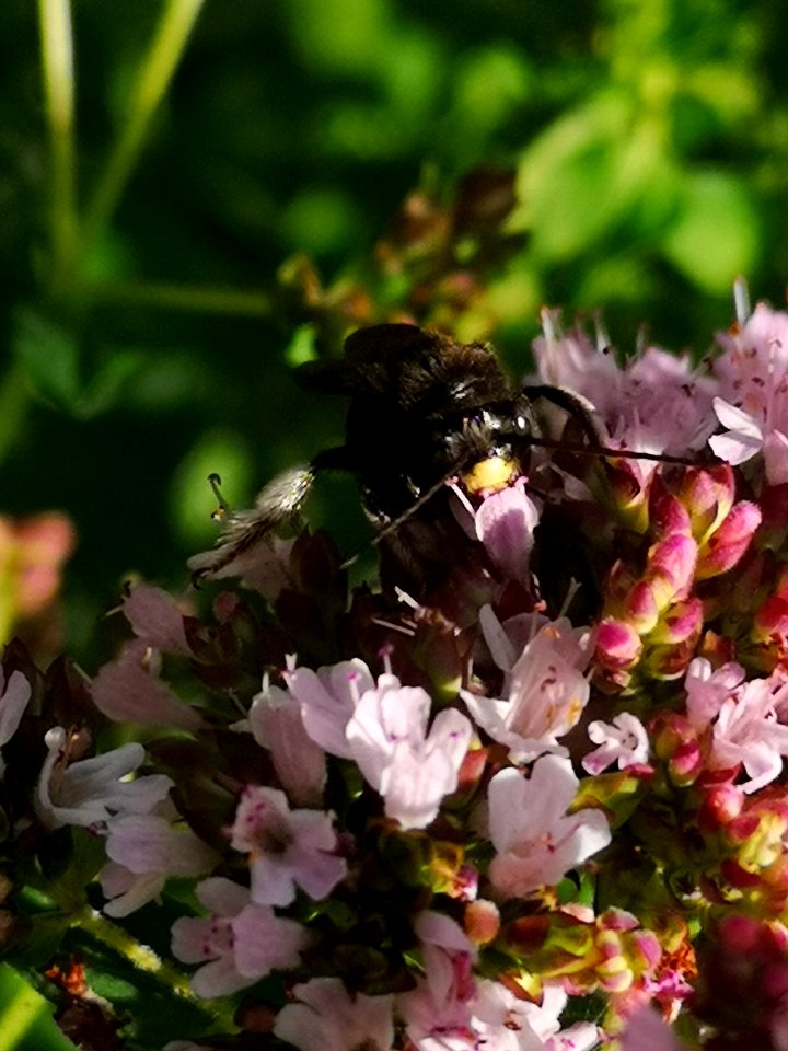 Two-spotted Longhorn bee (Melissodes bimaculatus) visiting oregano flowers (Origanum vulgare)