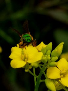 Sweat bee mustard flowers