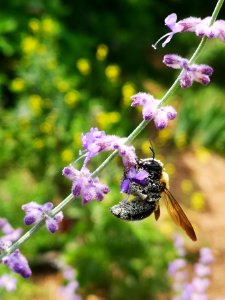 Bee visiting Perovskia photo