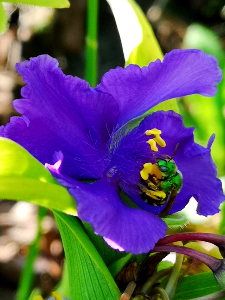 Sweat bee on spiderwort (Tradescantia sp.)