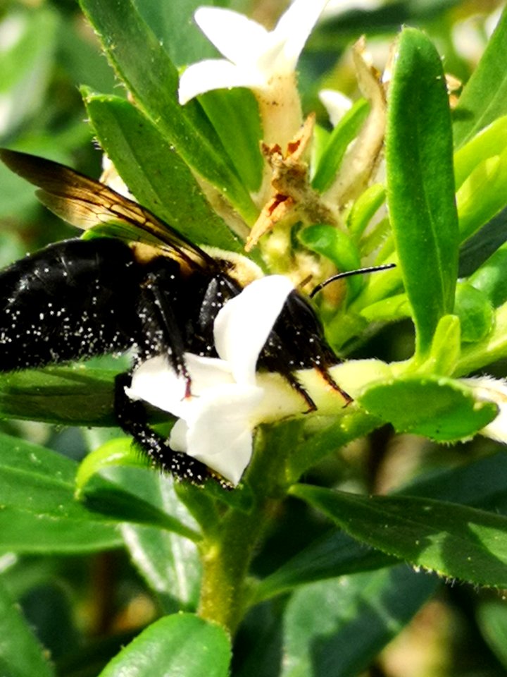 Carpenter bee nectar robbing Daphne Eternal Fragrance
