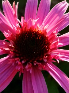 Echinacea Pink Double Delight