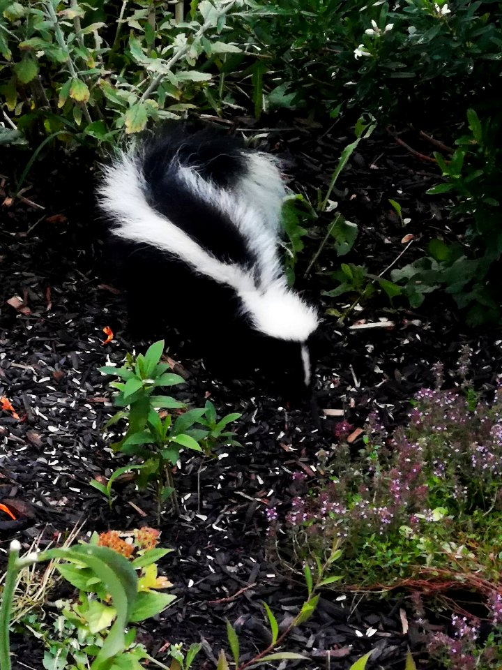 Skunk eating sunflower seeds from beneath the bird feeder