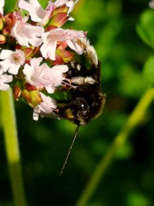 Two-spotted Longhorn bee (Melissodes bimaculatus) visiting oregano flowers (Origanum vulgare)