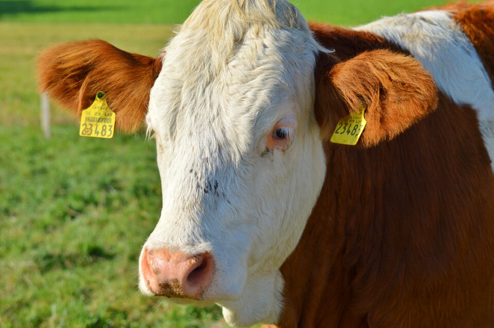 Cute ruminant meadow