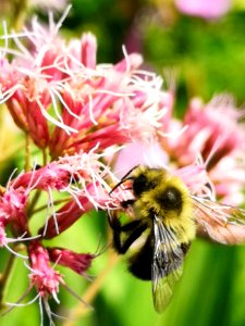 Bumblebee visiting Joe Pye weed Eupatorium