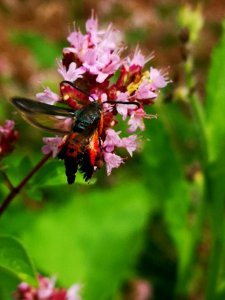 Squash vine borer moth (Melittia cucurbitae)
