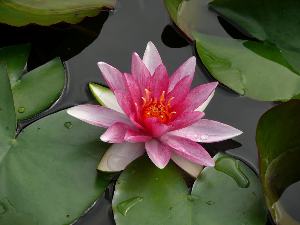 Flower pond rose photo