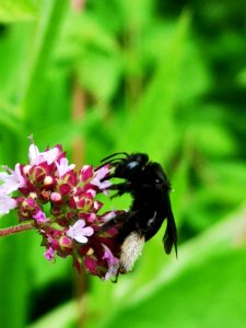Black bee on oregano Origanum vulgare flowers