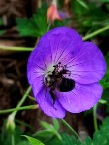 Bumblebee visiting cranesbill (Geranium Azure Rush)