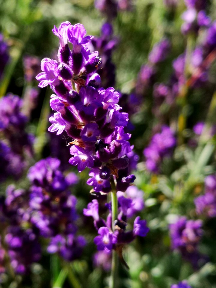 Lavender photo