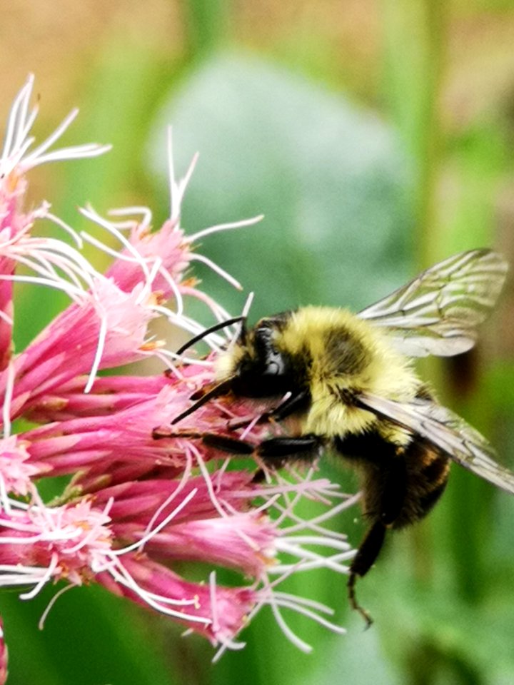 Bumblebee visiting Joe Pye weed