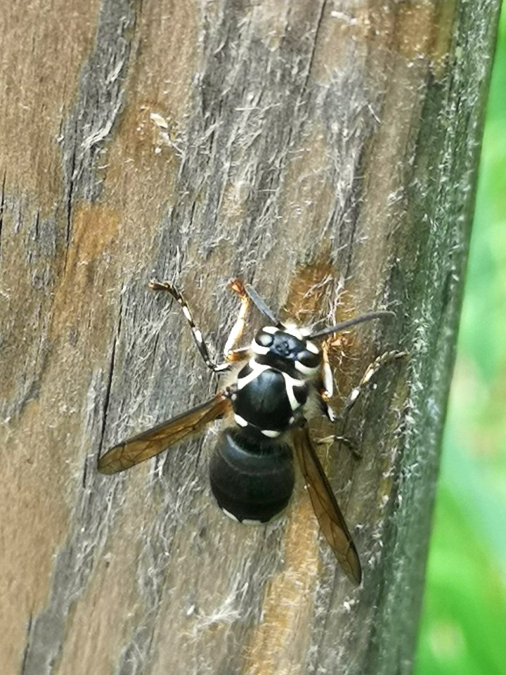 Bald-faced hornet Dolichovespula maculata chewing off wood