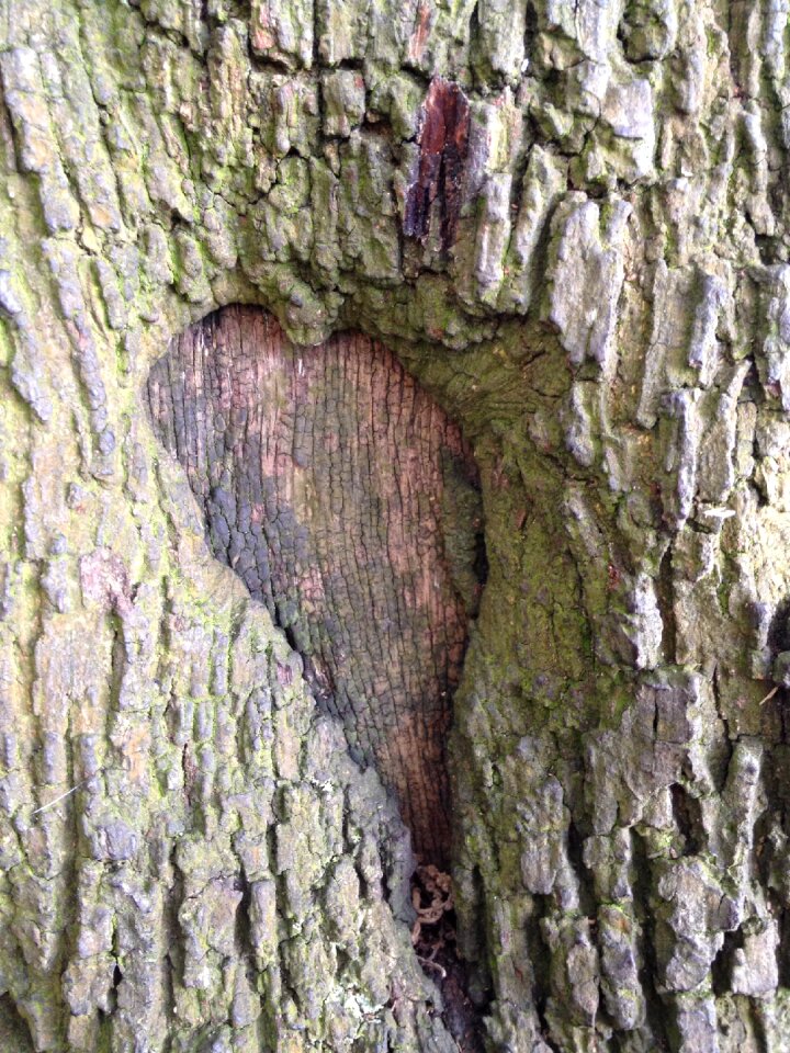Tree trunk love