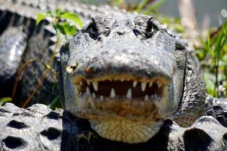 Alligator