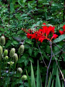 Hummingbird visiting montbretia (Crocosmia 'Lucifer')