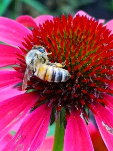 Honeybee (Apis mellifera) visiting coneflower (Echinacea 'Cheyenne Spirit')