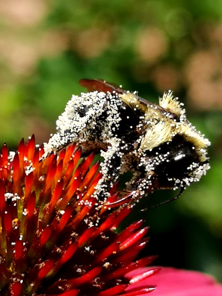 Bumblebee covered with pollen visiting coneflower Echinacea 'Cheyenne Spirit'