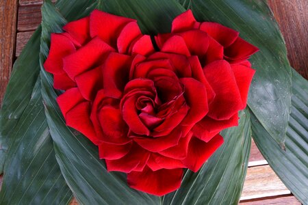 Flower red form