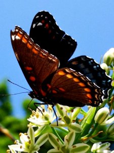 Red spotted purple butterfly (Limenitis arthemis) visiting pregnant onion