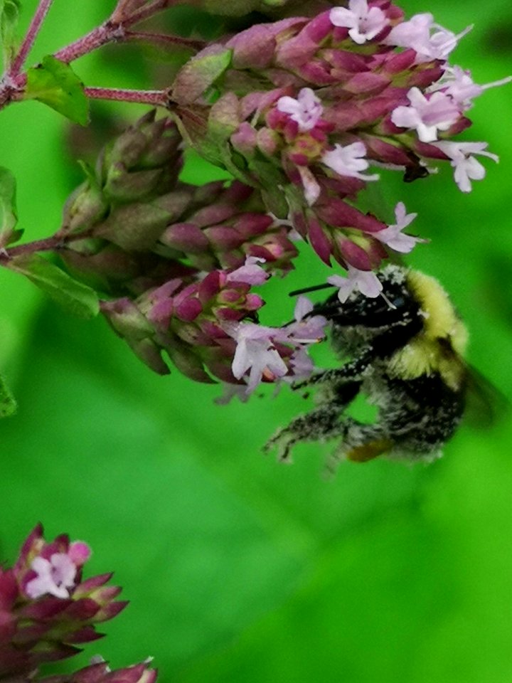 Bumblebee with pollen visiting oregano Origanum vulgare flowers