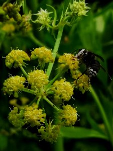 Bald-faced hornet (Dolichovespula maculata) visiting lovage (Levisticum officinale) flowers