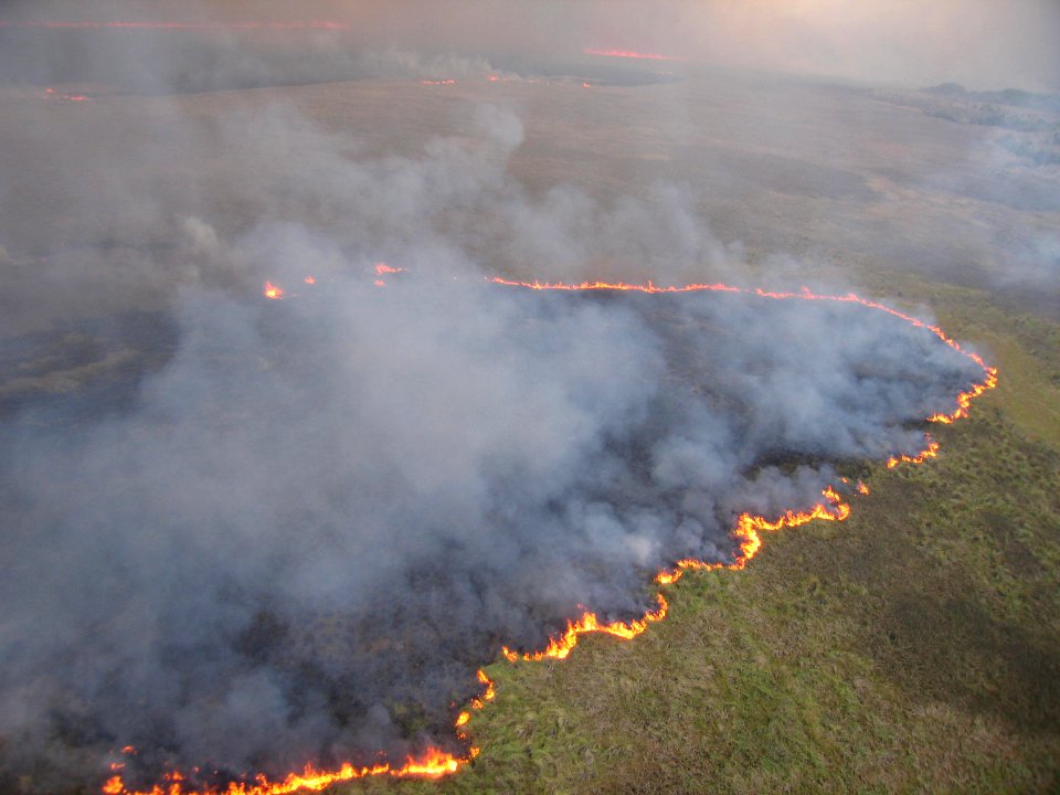 Coastal Prairie Burn20