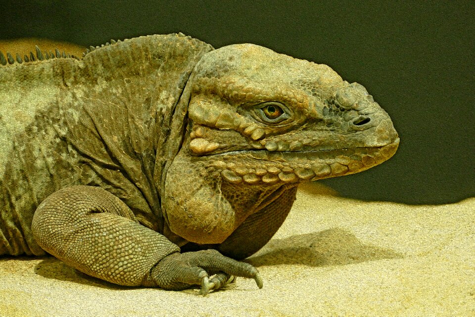 Animal dragon scaly