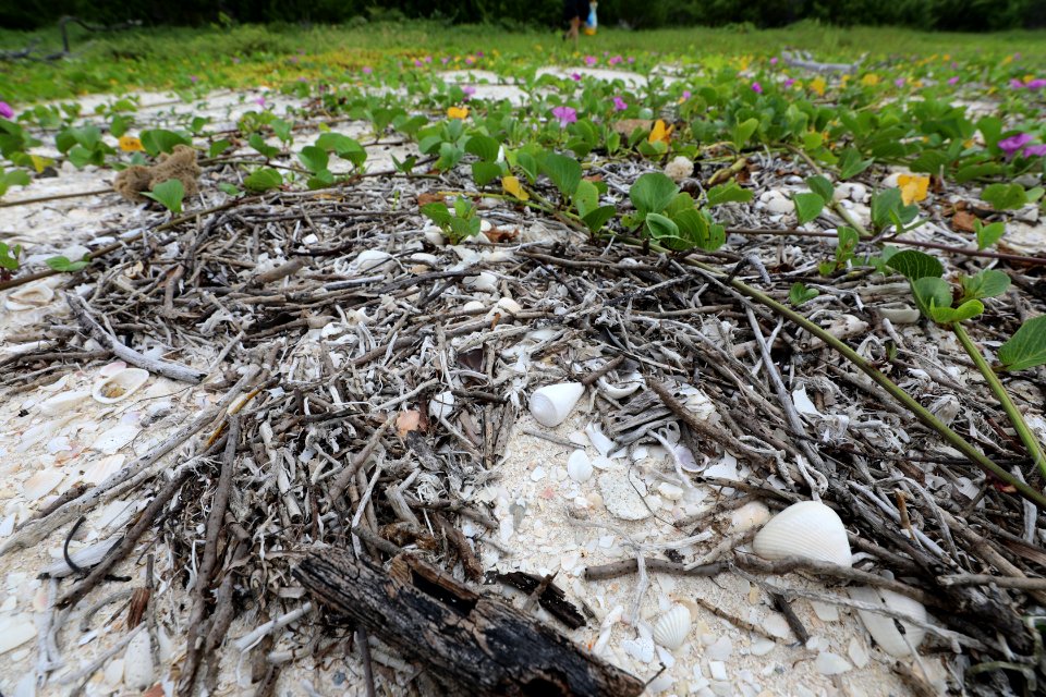 NPSPhoto M.Collier 2019 CS BeachClean ConeShell (1)