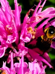 Bees and Monarda bee balm photo