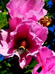 Bumblebee covered in pollen from visiting rose of Sharon (Hibiscus syriacus) flowers