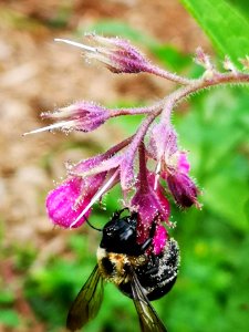 Carpenter bee with pollen on comfrey Symphytum