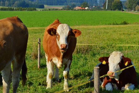 Cows cute ruminant