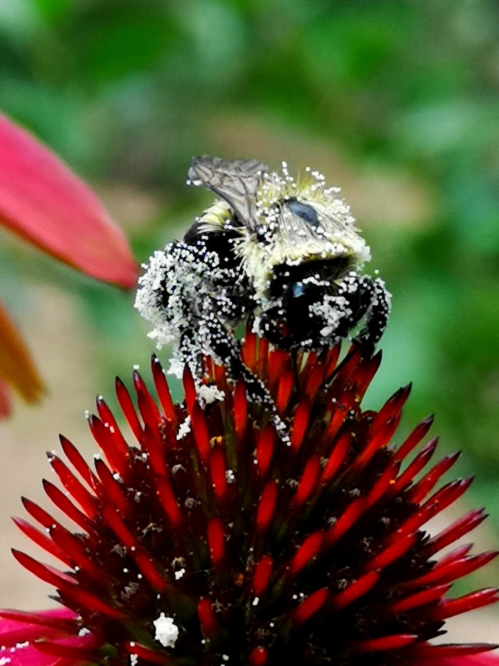 Bumblebee covered with pollen visiting coneflower Echinacea 'Cheyenne Spirit'