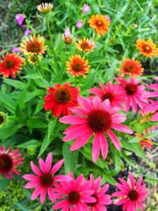 Coneflower Echinacea 'Cheyenne Spirit' photo