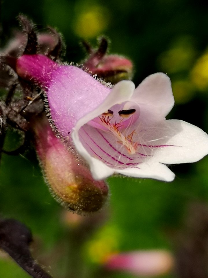 Close-up of beardtongue flowers (Penstemon hybrid 'Dark Towers')