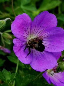 Bumblebee visiting cranesbill (Geranium Azure Rush) photo