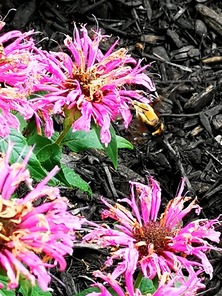 Snowberry clearwing moth (Hemaris diffinis) visiting bee balm (Monarda didyma 'Balmy Pink')