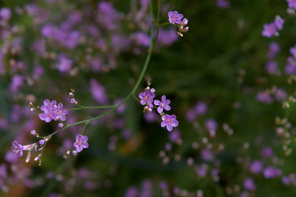 Purple tender filigree