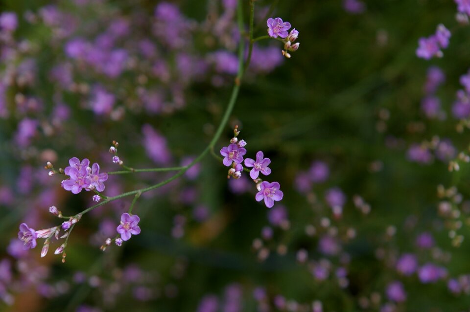 Purple tender filigree photo