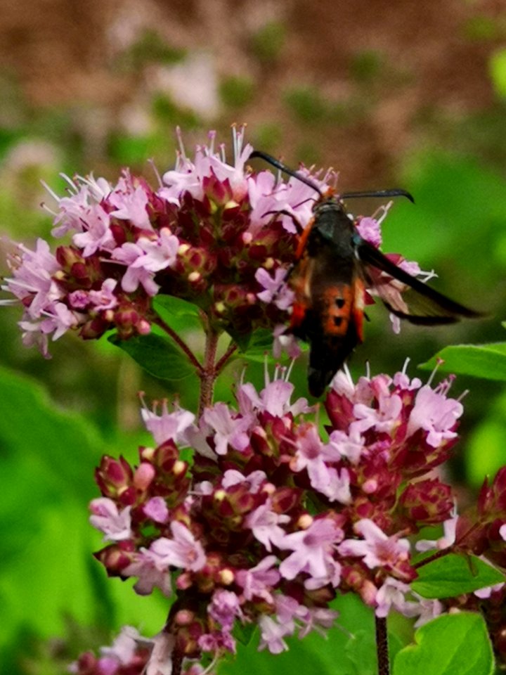 Squash vine borer moth (Melittia cucurbitae)