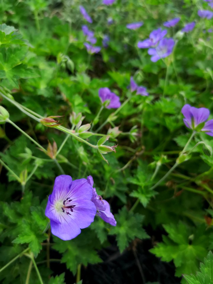 Cranesbill (Geranium 'Azure Rush')