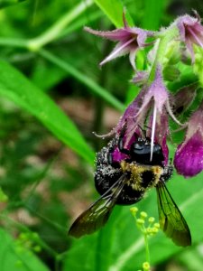 Carpenter bee with pollen on comfrey Symphytum