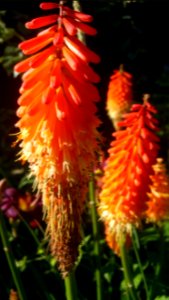 Kniphofia Alcazar