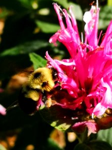 Monarda didyma Balmy Pink with bumblebee photo