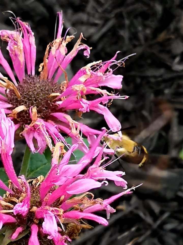 Snowberry clearwing moth (Hemaris diffinis) visiting bee balm (Monarda didyma 'Balmy Pink')