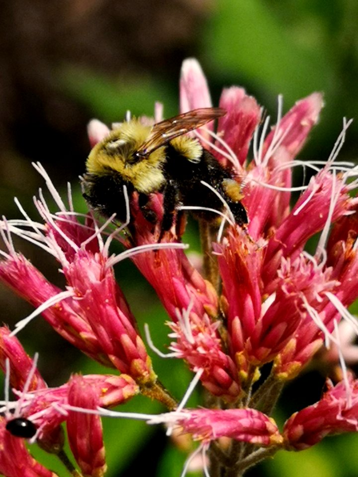 Bumblebee visiting Joe Pye weed Eutrochium or Eupatorium