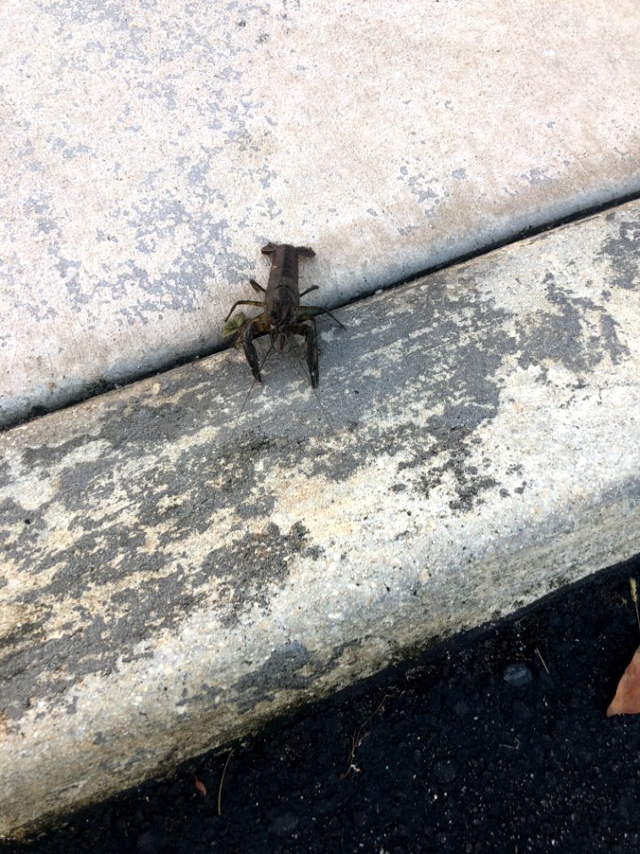 Crayfish at Shark Valley